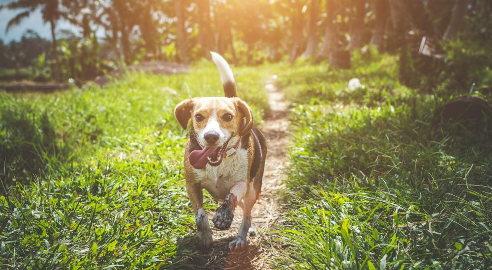 dresser son chien, Conseils pratiques pour dresser son chien.