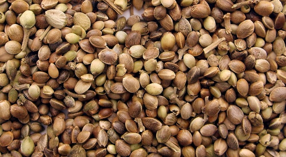 , Propriétés et bienfaits des grains de cannabis